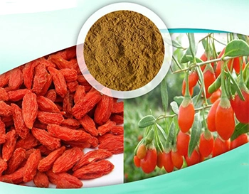 Wolfberry (Goji) Extract: Benefits, Side Effects & Dosage